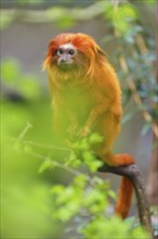 Golden Lion Tamarin (Leontopithecus rosalia), Spring, Netherlands