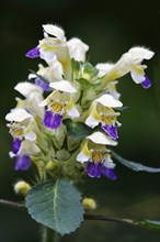 Large-flowered hemp-nettle (Galeopsis speciosa), July, Saxony, Germany, Europe