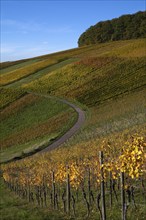 Road, path through vineyard, vines, grapevines, vine cultivation, autumn colours, autumn, graphic,