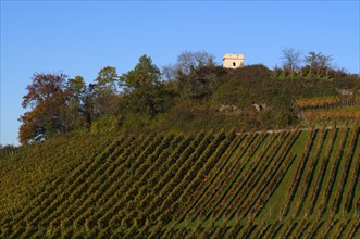 Schützenhüttle-Esel, vineyard, vines, grapevines, viticulture, autumn colouring, autumn,