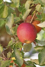 Ripe red apples hanging ready for harvest on a tree in front of a blue sky, fruit tree, orchard,