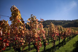 Vineyard, vines, vineyards, viticulture, autumn colouring, autumn, Kappelberg, Fellbach,