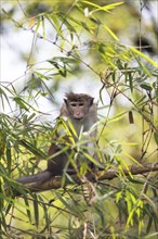 Ceylon hat monkey (Macaca sinica) on a bamboo by the Mahaweli River, Kandy, Central Province, Sri