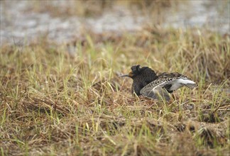 Ruff (Calidris pugnax) Courtship behaviour in the rain at a Tundra lake, Lapland, Northern Norway,