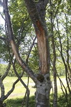 Elk (Alces alces) clear peeling and feeding marks on a birch (Betula) Lofoten, Norway, Scandinavia,