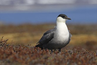 Long-tailed jaeger (Stercorarius longicaudus) in the tundra, Lapland, Northern Norway, Norway,