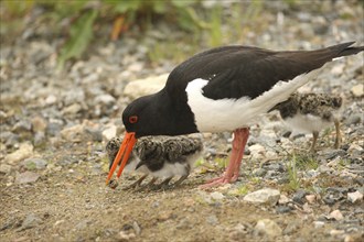 Oystercatcher (Haematopus ostralegus) adult bird bringing a captured snail to a few days old chick,