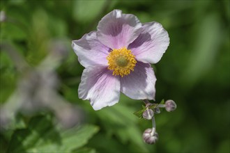 Autumn anemone (Anemone hupehensis), Bavaria, Germany, Europe