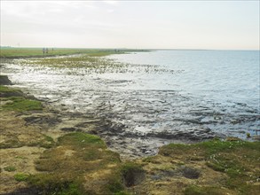 Natural beach, North Sea, Wadden Sea National Park, Hilgenriederwatt, East Frisia, Germany, Europe