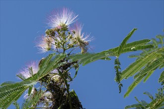 Blossoms of the bastard tamarind (Albizia julibrissin) blue sky, Baden-Württemberg, Germany, Europe