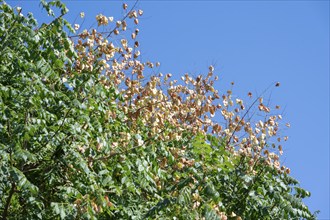 Fruits of the goldenrain tree (Koelreuteria paniculata), blue sky, Baden-Württemberg, Germany,