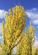 Yellow flowers of great mullein plant, Verbascum thapsus, Shingle Street, Suffolk, England, UK