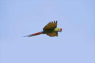 Military macaw (Ara militaris), flying, captive, occurrence in South America