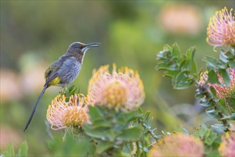 Cape sugarbird (Promerops cafer), Harold Porter National Botanical Gardens, Betty's Bay, Western