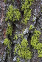 Yellow-green lichen grows on the furrowed bark of a Swiss stone pine, Pinus cembra, Swiss Alps