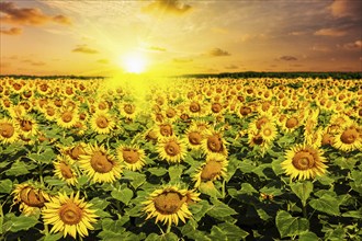 Idyllic scenic landscape, sunflower field on sunset with dramatic cloudscape