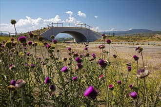 Kremmling, Colorado, A wildlife overpass that allows mule deer and other animals to safety cross