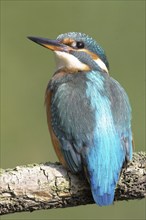 Kingfisher on perch, (Alcedo atthis)