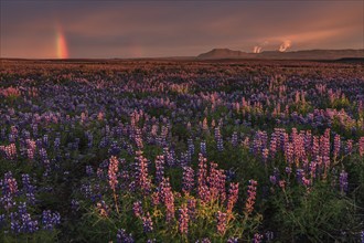 Lupines, flower meadow in midnight sun, evening light, rainbow behind, geothermal field and