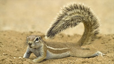 Ground squirrel in the Kalahari, South Africa, (Xerus inauris), Africa