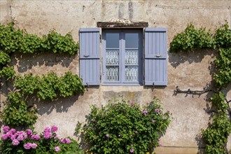 Rustic house wall with blue shutters, surrounded by blooming ivy and pink flowers, Burgundy,