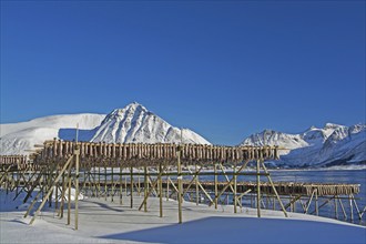 On the beach of Barstrand on the island of Gimsoymyrene, Lofoten, in Norway in winter, Barstrand,