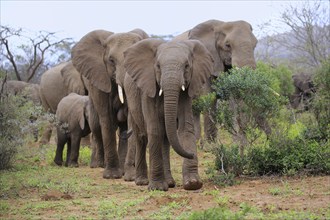 African elephant (Loxodonta africana), group, herd, foraging, Hluhluwe Umfolozi National Park,