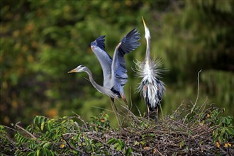 Canada Heron (Ardea herodias), adult pair soaring at the nest, Wakodahatchee Wetlands, Delray