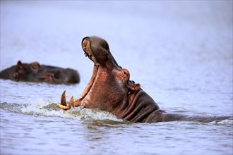 Hippopotamus (Hippopatamus amphibius), adult, in water, threatening, yawning, portrait, Saint Lucia