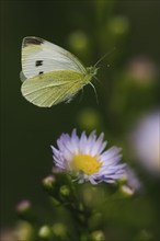 A Small white (Pieris rapae) flies over a purple flower in a green, calm background, Hesse,