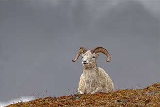 Dall sheep, Alaska snow sheep, Ovis dalli, lying in front of snowy mountains, frontal, Brooks