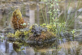 Green frogs (Pelophylax esculentus), Emsland, Lower Saxony, Germany, Europe