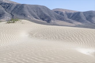 Dune landscape, Playa de Famara, Lanzarote, Canary Islands, Spain, Europe