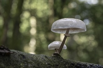 Ringed beech slime moulds (Oudemansiella mucida), Emsland, Lower Saxony, Germany, Europe