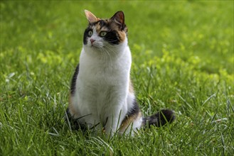 Cat, European Shorthair, felidae (Felis catus), tricoloured, sitting in the grass,