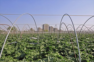 Vegetable growing, behind it the high-rise apartment blocks KölnBerg, a socially deprived