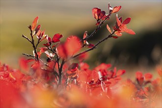 Reddish discoloured leaves on a shrub, bilberry or blueberry (Vaccinium myrtillus), autumn,