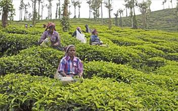 Indian tea pickers on a tea plantation, Thekkady, Kerala, India, Asia