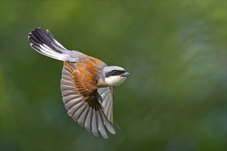 Red-backed shrike (Lanius collurio), male, flight photo, Hockenheim, Baden-Württemberg, Germany,