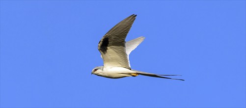 Swallow-tailed Kite, (Chelictinia riocourii), also Scissor-tailed Kite, African Swallow-tailed