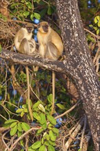 Green monkey (Chlorocebus sabaeus), guenon family, Janjabureh boat trip, Janjabureh, South Bank,