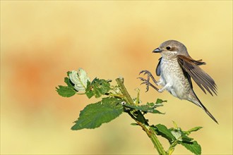 Red-backed shrike (Lanius collurio), female with prey, Hockenheim, Baden-Württemberg, Germany,