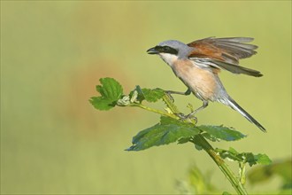 Red-backed shrike, red-backed shrike, thorn-backed shrike, family of shrikes, (Lanius collurio),