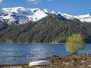 Araucaria forest on hills at lake Conguillio, boat on shore, Conguillio National Park, Chile, South