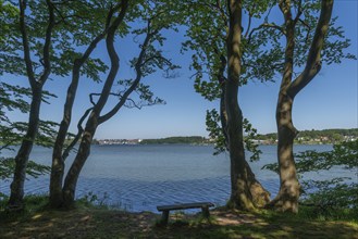 Svendborg, Thurø Island, forest, recreation area, bench, viewSvendborg on the horizon, Funen,