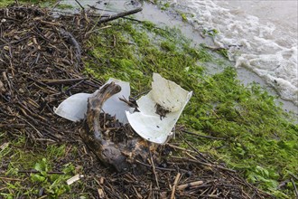 Symbolic image Environmental pollution, plastic waste, rubbish, flotsam from a flood on the Neckar