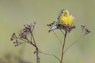 Eurasian siskin (Carduelis spinus), Heligoland, Schleswig-Holstein, Germany, Europe