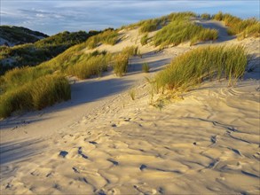 Amrum Island, landscape Germany, dune, dunes, grass, structure, form, vegetation, Amrum, Amrum