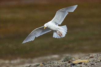 Glaucous gull (Larus hyperboreus), Norway, Spitsbergen, aerial photograph, Longyearbyen, Svalbard /