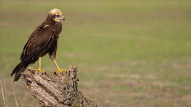 Western marsh-harrier (Circus aeruginosus), perch, Hides de El Taray / Raptor Hide, Villafranca de